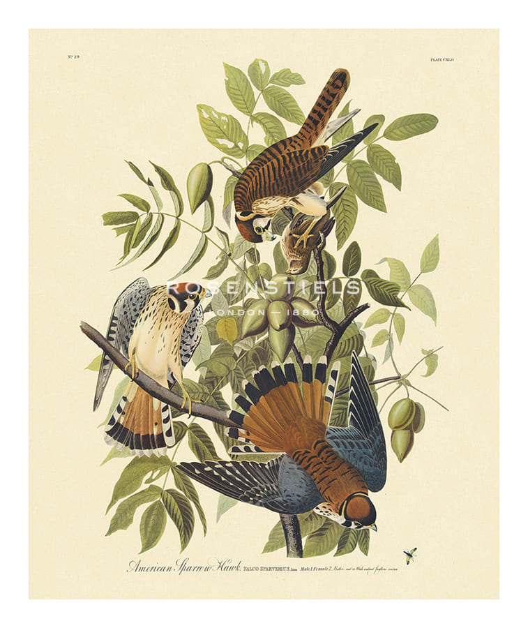 James Audubon Hand Numbered Limited Edition Print on Paper :"American Sparrowhawk"