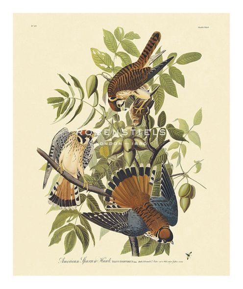 James Audubon Hand Numbered Limited Edition Print on Paper :"American Sparrowhawk"
