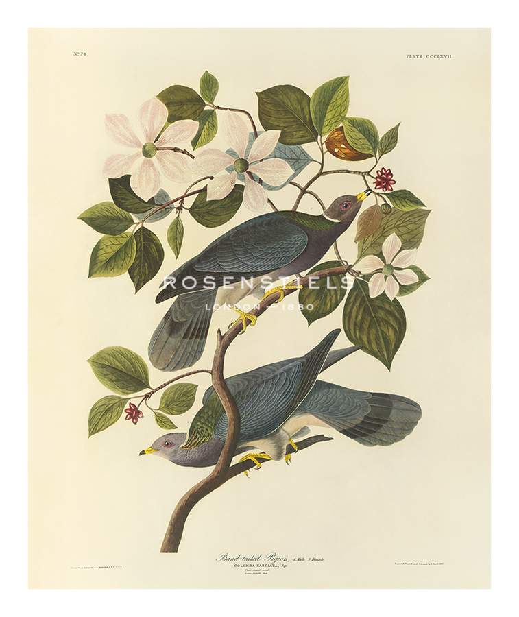 James Audubon Hand Numbered Limited Edition Print on Paper :"Band Tailed Pigeon"