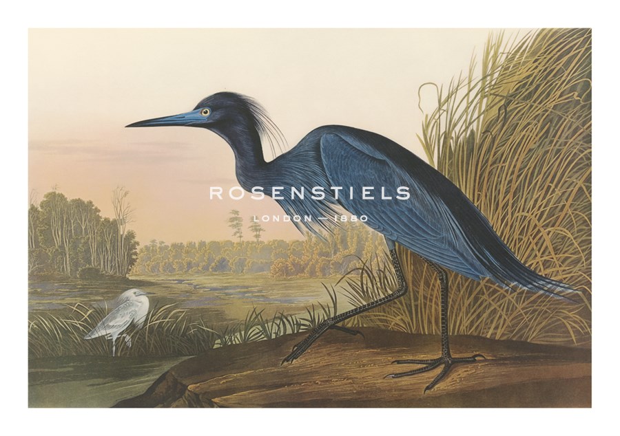 James Audubon Hand Numbered Limited Edition Print on Paper :"Blue Crane"