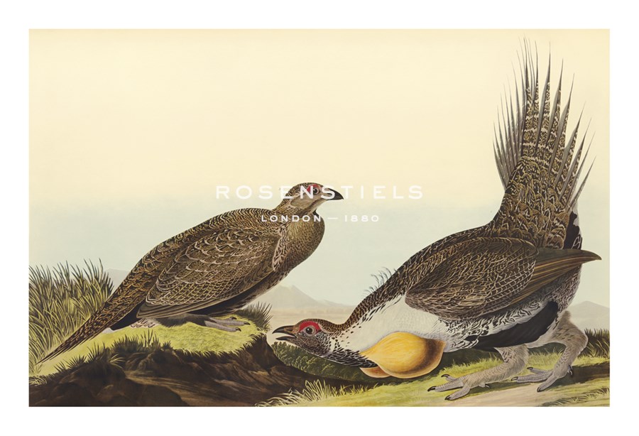James Audubon Hand Numbered Limited Edition Print on Paper :"Cock of The Plains"