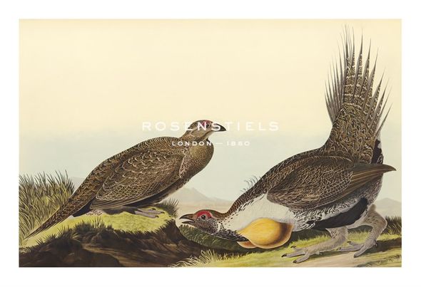 James Audubon Hand Numbered Limited Edition Print on Paper :"Cock of The Plains"