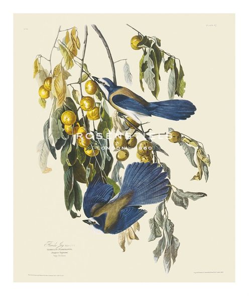 James Audubon Hand Numbered Limited Edition Print on Paper :"Florida Jay"
