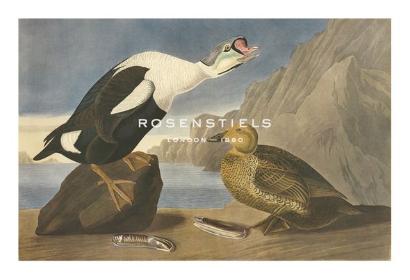 James Audubon Hand Numbered Limited Edition Print on Paper :"King Duck"
