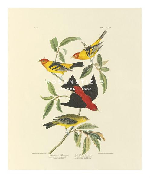James Audubon Hand Numbered Limited Edition Print on Paper :"Louisiana and Scarlet Tanager"