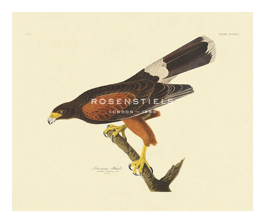 James Audubon Hand Numbered Limited Edition Print on Paper :"Louisiana Hawk"