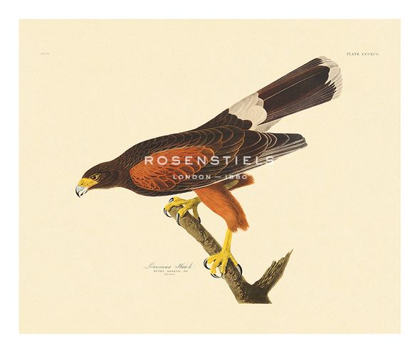 James Audubon Hand Numbered Limited Edition Print on Paper :"Louisiana Hawk"