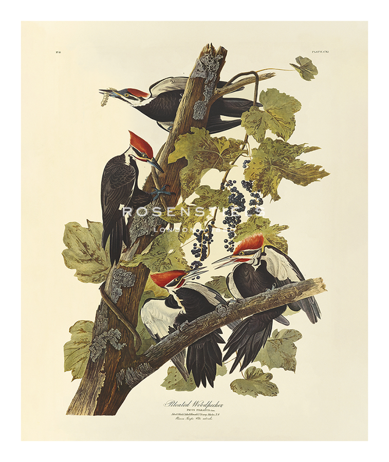James Audubon Hand Numbered Limited Edition Print on Paper :"Pileated Woodpecker"