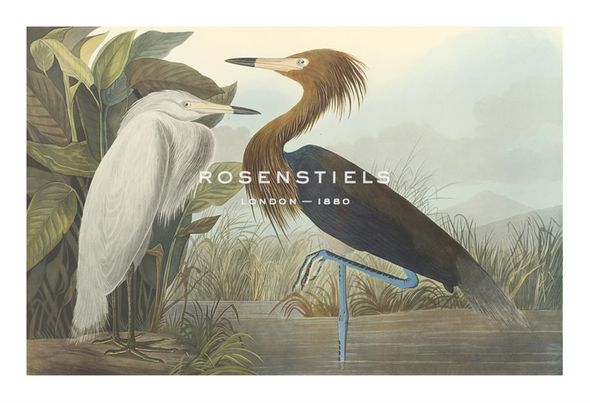 James Audubon Hand Numbered Limited Edition Print on Paper :"Purple Heron"