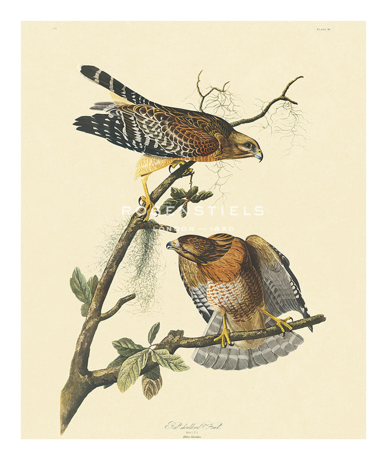 James Audubon Hand Numbered Limited Edition Print on Paper :"Red Shouldered Hawk"