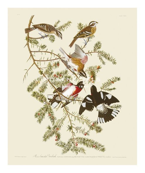 James Audubon Hand Numbered Limited Edition Print on Paper :"Rose-Brested Grosbeak"