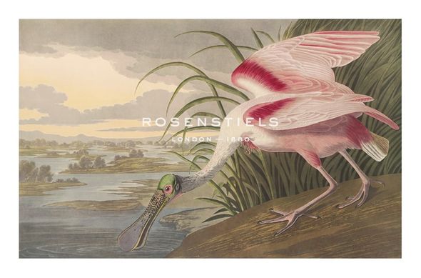 James Audubon Hand Numbered Limited Edition Print on Paper :"Roseate Spoonbill"