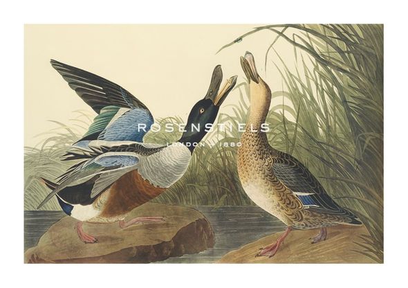 James Audubon Hand Numbered Limited Edition Print on Paper :"Shoveller Duck"