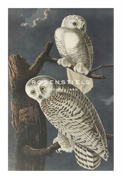 James Audubon Hand Numbered Limited Edition Print on Paper :"Snowy Owl"