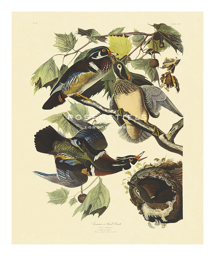 James Audubon Hand Numbered Limited Edition Print on Paper :"Summer or Wood Duck"