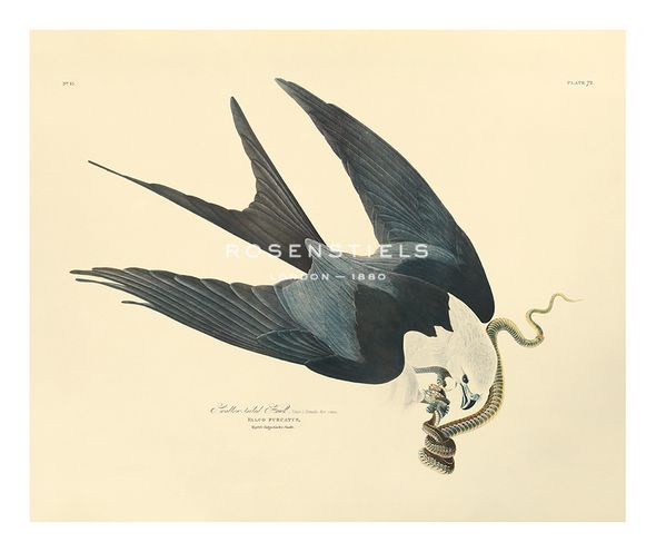 James Audubon Hand Numbered Limited Edition Print on Paper :"Swallow - Tailed Hawk"