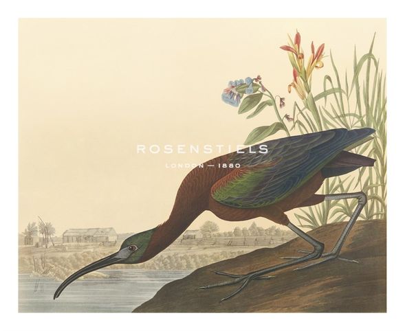 James Audubon Hand Numbered Limited Edition Print on Paper :"The Glossy Ibis"