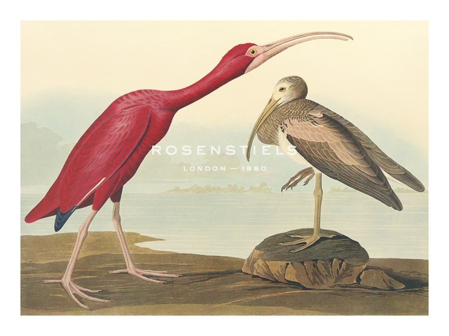 James Audubon Hand Numbered Limited Edition Print on Paper :"The Scarlet Ibis"