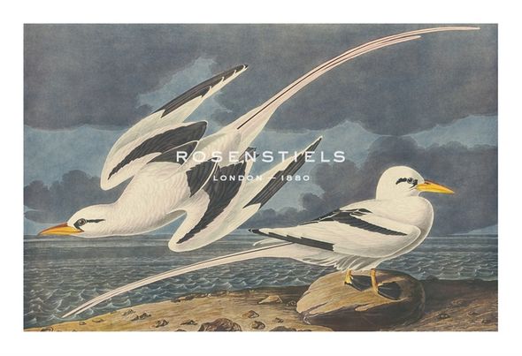 James Audubon Hand Numbered Limited Edition Print on Paper :"The White-Tailed Tropic Bird"