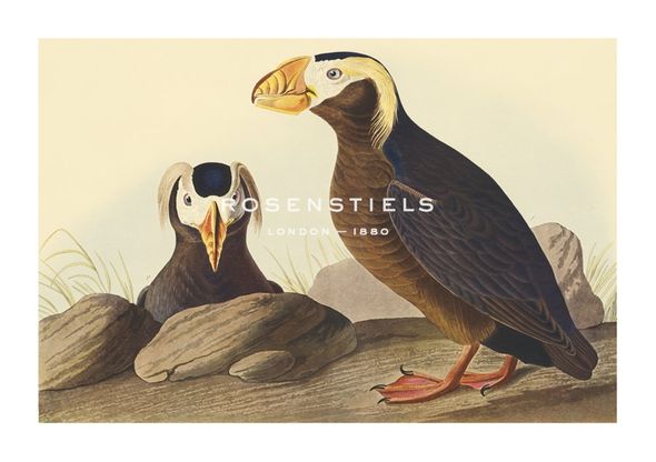 James Audubon Hand Numbered Limited Edition Print on Paper :"Tufted Auk"