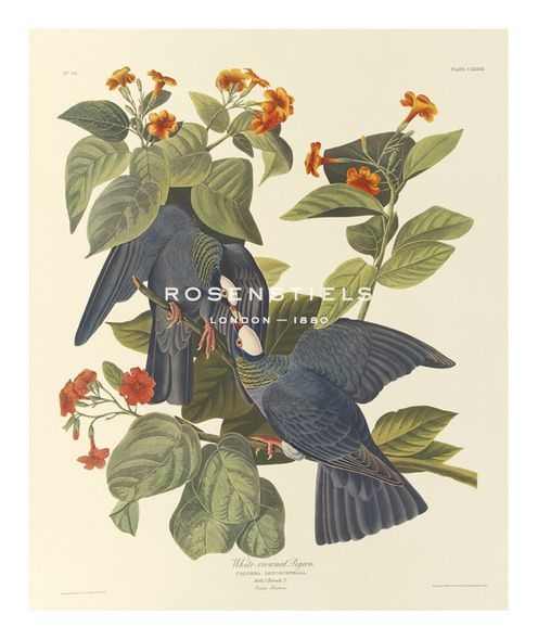 James Audubon Hand Numbered Limited Edition Print on Paper :"White Crowned Pigeon"