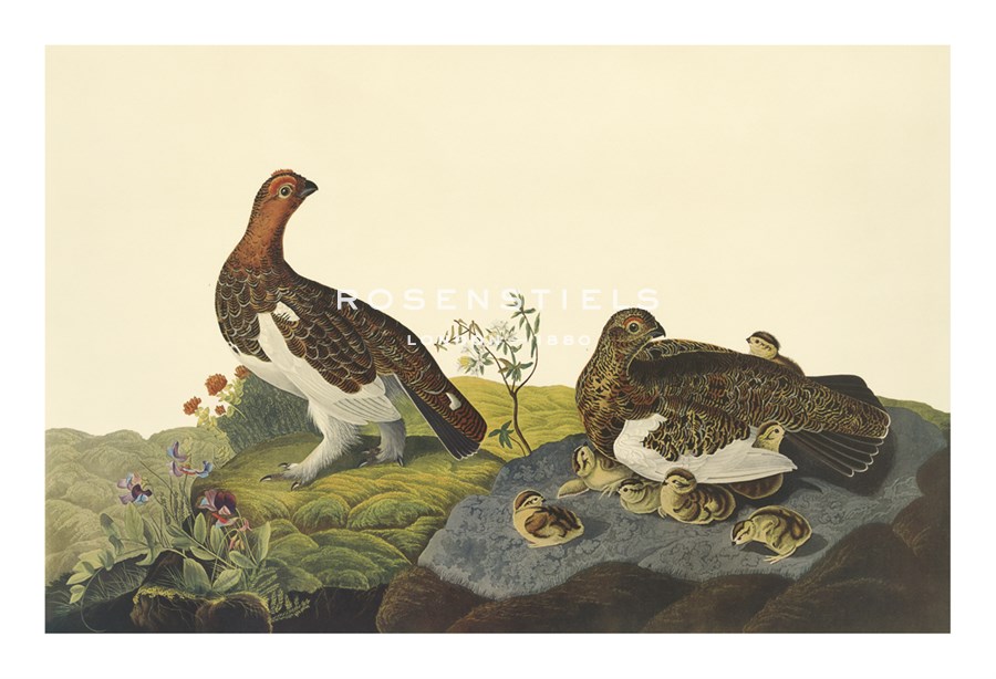 James Audubon Hand Numbered Limited Edition Print on Paper :"Willow Grouse or Large Ptarmigan"