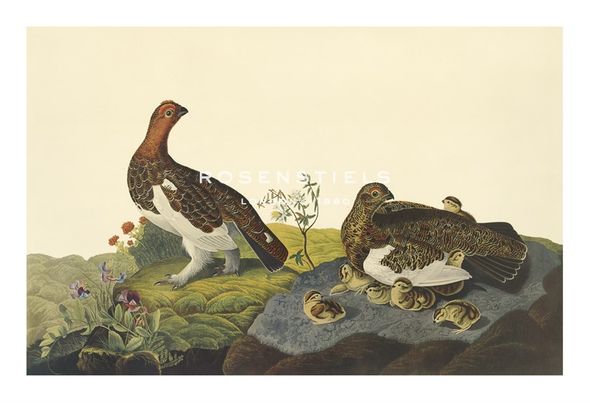 James Audubon Hand Numbered Limited Edition Print on Paper :"Willow Grouse or Large Ptarmigan"