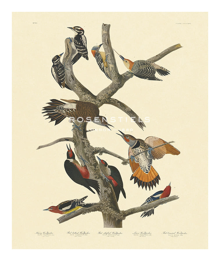 James Audubon Hand Numbered Limited Edition Print on Paper :"Woodpeckers"