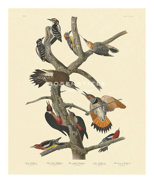 James Audubon Hand Numbered Limited Edition Print on Paper :"Woodpeckers"