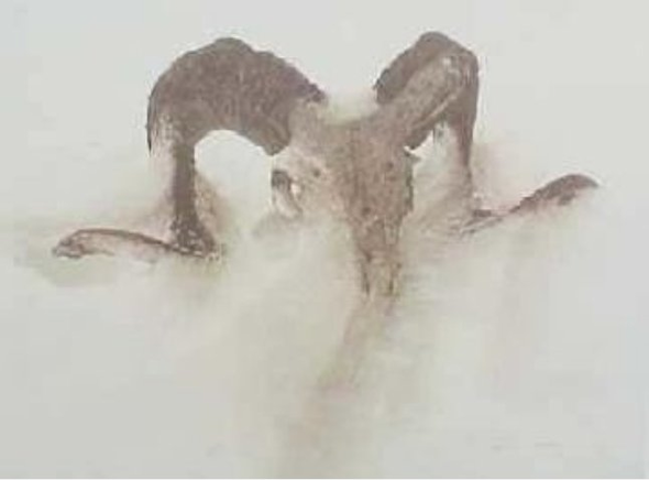 James Bama Artist Proof Limited Edition Print:"Sheep Skull in Drift"
