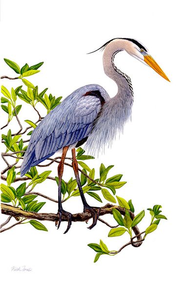 Flick Ford Artist Signed and Numbered Limited Edition Canvas Giclee:"Heron in Mangrove"
