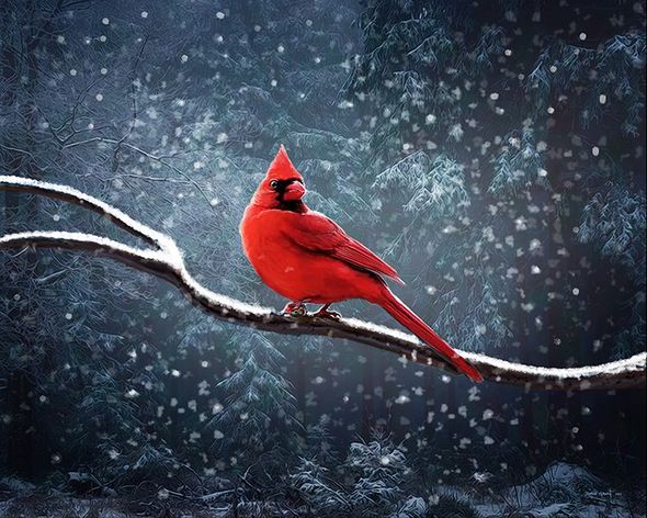 David Grant Open Edition Canvas Giclee:"Winter Cardinal"