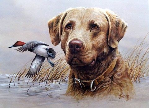 James Killen Print-Signed and Numbered:"Cheaspeake-Canvasback S/N A/P Print"