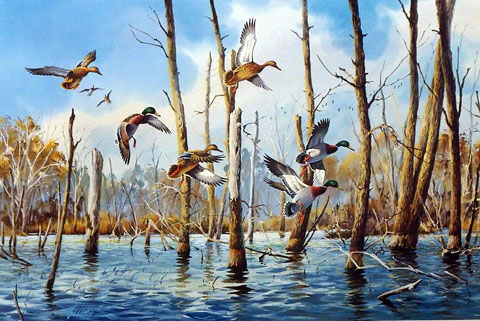 James Killen Print-Signed and Numbered:"Flooded Timber Mallards"