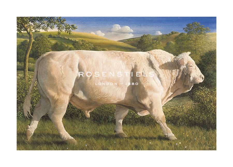 James Lynch Hand Numbered Limited Edition Print on Paper :"Charolais Bull"