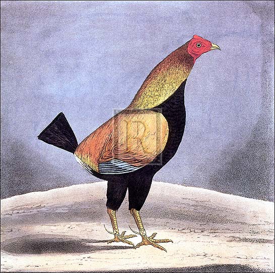 James Pollard Artist Hand Colored Copper Plate Printed Atelier Print:"The Champion"