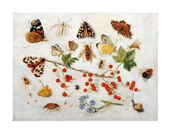 Jan Van Kessel Fine Art Open Edition Gicl&eacute;e:"Butterflies, Moths and Other Insects"