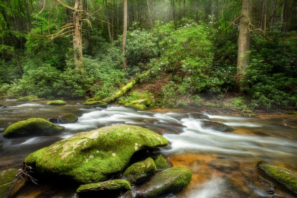 Jason Clemmons 24 x 36 Open Edition Giclee on Canvas:"Into the Forest"