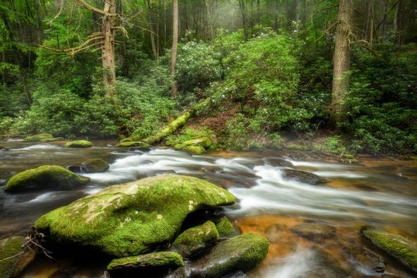 Jason Clemmons 24 x 36 Open Edition Giclee on Canvas:"Into the Forest"