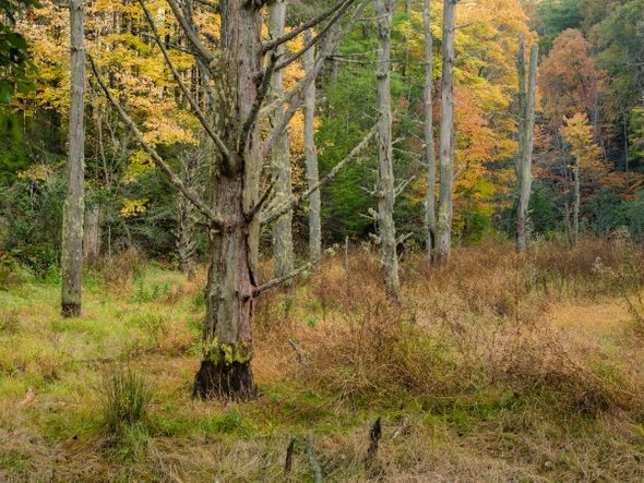 Jason Clemmons 30 x 40 Open Edition Giclee on Canvas:"Stages"