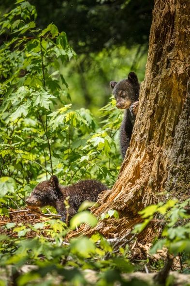 Jason Clemmons 36 x 24 Open Edition Giclee on Canvas:"Lovable Duo"