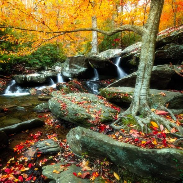 Jason Clemmons 40 x 40 Open Edition Giclee on Canvas:"Roots"