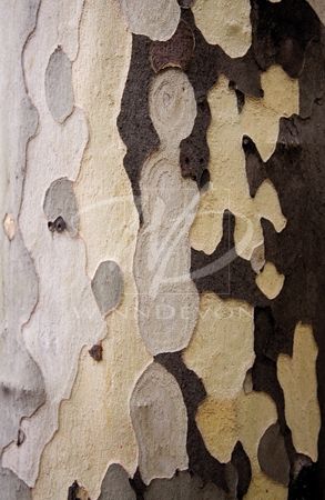Jeff Maihara Limited Edition Hand-Embellished Giclee on Canvas:"Nature's Abstract I"