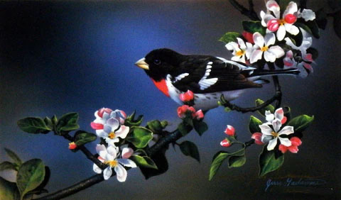 Jerry Gadamus Print-Signed and Numbered:"Rose Breasted Grosbeak"