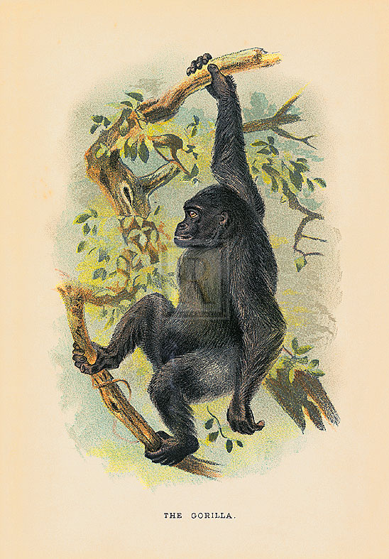 JGK Hand Numbered Limited Edition Print on Paper :"The Gorilla"