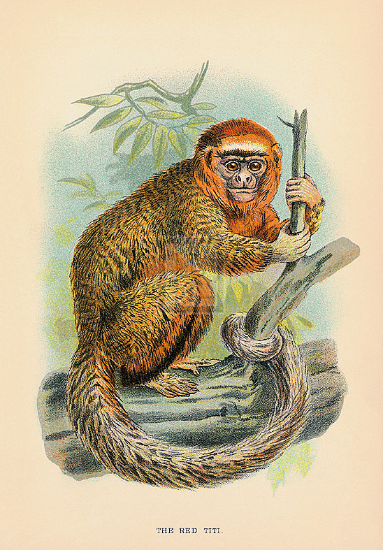 JGK Hand Numbered Limited Edition Print on Paper :"The Red Titi"