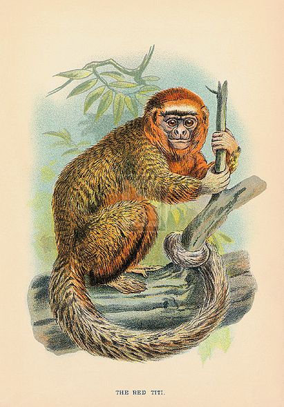 JGK Hand Numbered Limited Edition Print on Paper :"The Red Titi"