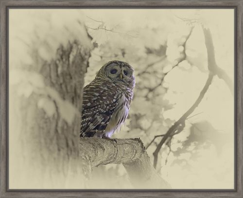 Jim Brown 20.25 x 25.25 Canvas Giclee Art:"Looking For The Owlet"