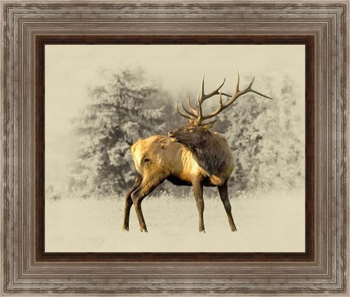 Jim Brown 24 x 28 Canvas Giclee Art:"Bugling Bull Elk"
