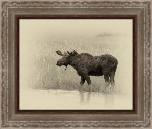 Jim Brown 24 x 28 Canvas Giclee Art:"Moose"